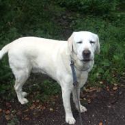 Labrador retriever Melicmark Make a move