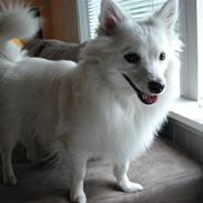 Volpino italiano molly