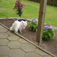 Volpino italiano molly