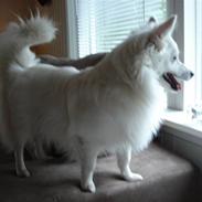 Volpino italiano molly