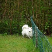 Volpino italiano molly