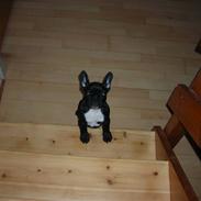 Fransk bulldog Malou