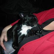 Fransk bulldog Malou