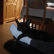 Fransk bulldog Malou