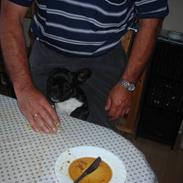 Fransk bulldog Malou