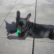 Fransk bulldog Malou
