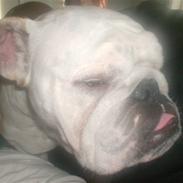 Engelsk bulldog Victor