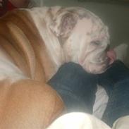 Engelsk bulldog Victor