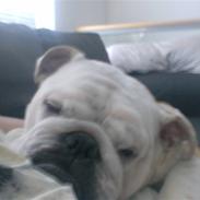 Engelsk bulldog Victor