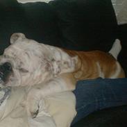Engelsk bulldog Victor