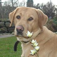 Labrador retriever Tyra