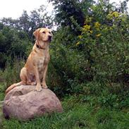 Labrador retriever Tyra