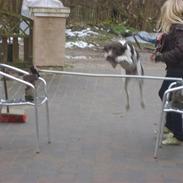 Gammel dansk hønsehund Anton (Hos mor)