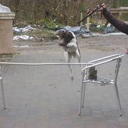 Gammel dansk hønsehund Anton (Hos mor)