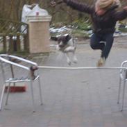 Gammel dansk hønsehund Anton (Hos mor)