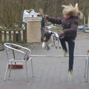 Gammel dansk hønsehund Anton (Hos mor)