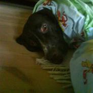 Gammel dansk hønsehund Anton (Hos mor)