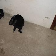 Labrador retriever sofus