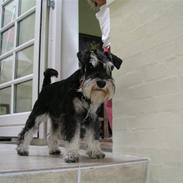 Dvaergschnauzer MOLLIE<3<3