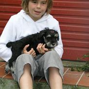 Dvaergschnauzer MOLLIE<3<3