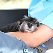 Dvaergschnauzer MOLLIE<3<3