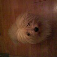 Coton de tulear '.noah.'