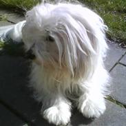 Coton de tulear '.noah.'