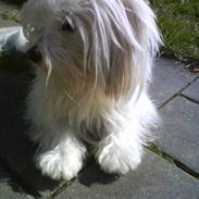 Coton de tulear '.noah.'