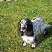 Cocker spaniel Sasha Larsen