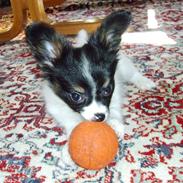 Papillon Heikra´s Frederikke