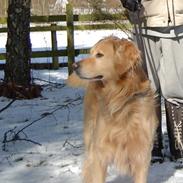 Golden retriever Timm