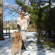 Golden retriever Timm