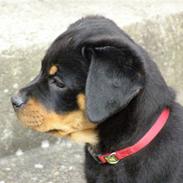 Rottweiler Emma R.I.P.