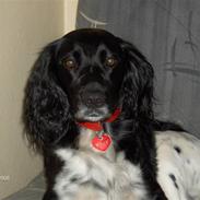 Kleiner münsterländer Molly