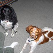 Kleiner münsterländer Molly