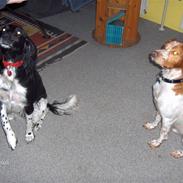 Kleiner münsterländer Molly