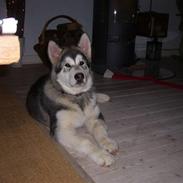 Alaskan malamute Cani