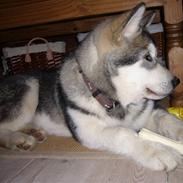 Alaskan malamute Cani