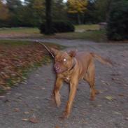 Dogue de bordeaux Eros