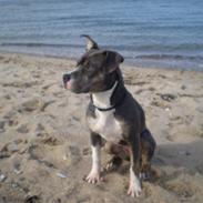 Amerikansk staffordshire terrier Bianca