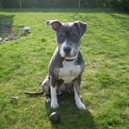 Amerikansk staffordshire terrier Bianca