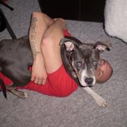 Amerikansk staffordshire terrier Bianca