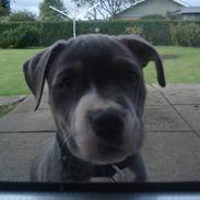 Amerikansk staffordshire terrier Bianca