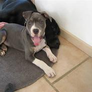 Amerikansk staffordshire terrier Bianca