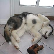 Alaskan malamute Alma noatuns Gejst Amlet