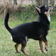 Chihuahua Zubin