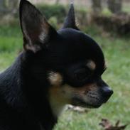 Chihuahua Zubin