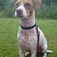 Dansk svensk gaardhund nemo