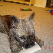 Cairn terrier Viktor