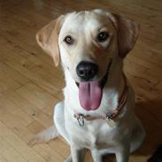 Labrador retriever Mille